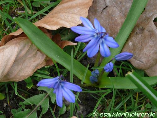 Bild Scilla bifolia