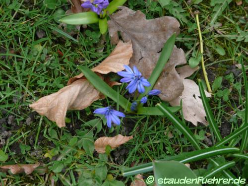 Bild Scilla bifolia