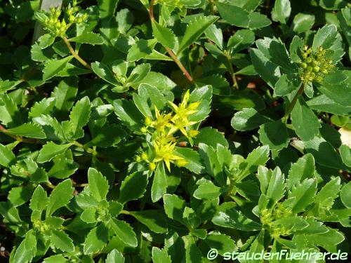 Bild Sedum kamtschaticum