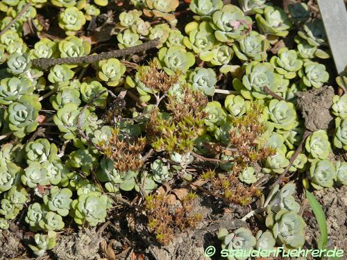 Bild Sedum spathulifolium 'Cape Blanco'