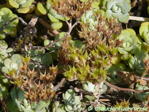 Bild Sedum spathulifolium 'Cape Blanco'