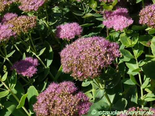 Image Sedum spectabile