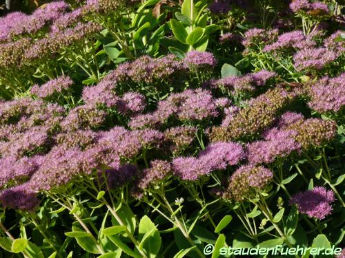 Bild Sedum spectabile