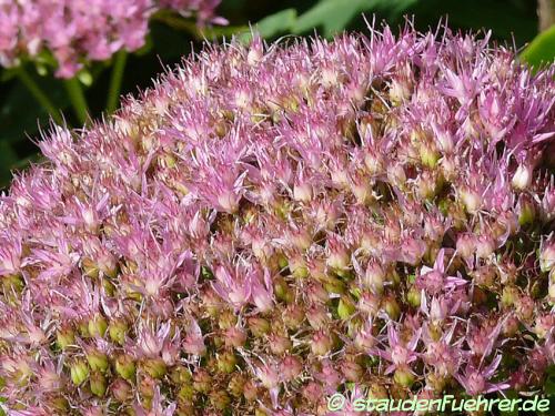 Bild Sedum spectabile