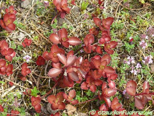 Image Sedum spurium 'Fuldaglut'