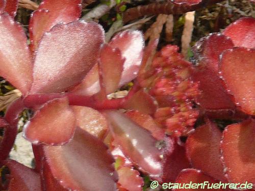 Bild Sedum spurium 'Fuldaglut'