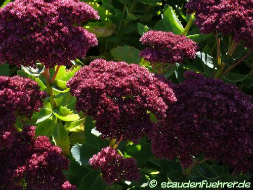 Image Sedum telephium 'Herbstfreude'