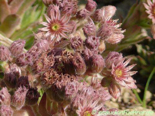 Bild Sempervivum tectorum