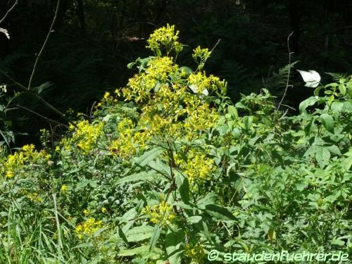 Image Senecio ovatus