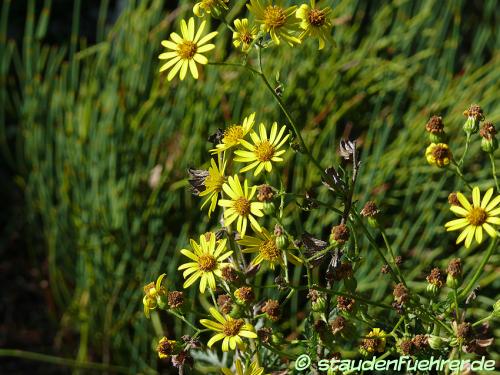 Image Senecio jacobaea