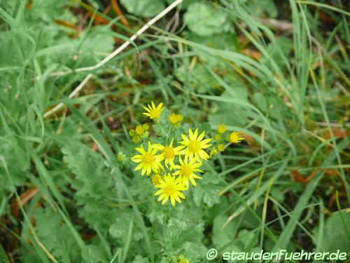 Bild Senecio vulgaris