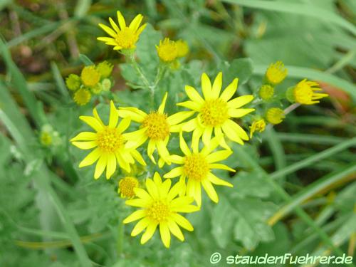 Image Senecio vulgaris