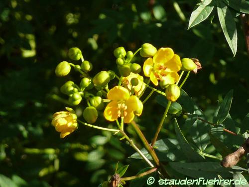 Senna alexandrina - Alexandrian Senna Image Senna alexandrina