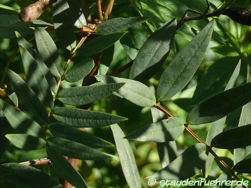 Senna alexandrina - Alexandrian Senna Image Senna alexandrina