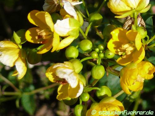 Senna alexandrina - Alexandrian Senna Image Senna alexandrina