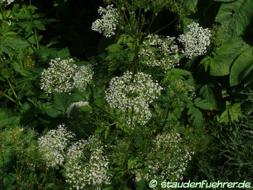 Seseli libanotis - Heilwurz Bild Seseli libanotis