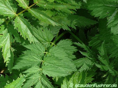 Seseli libanotis - Heilwurz Bild Seseli libanotis