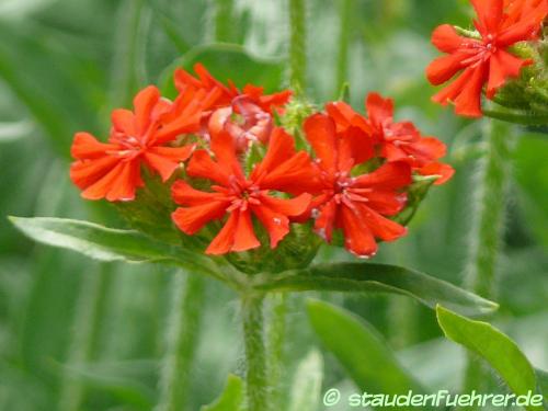 Image Silene chalcedonica