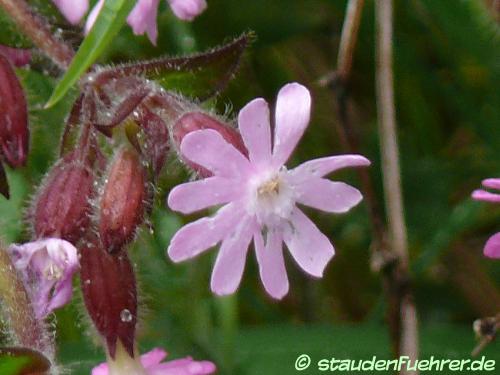 Image Silene dioica