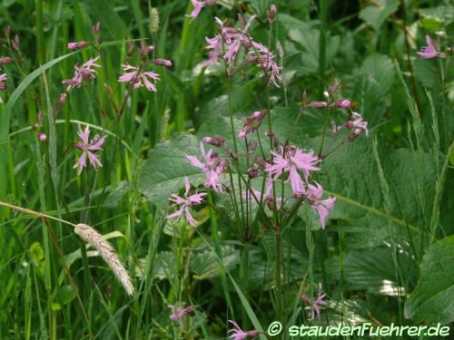 Image Silene flos-cuculi