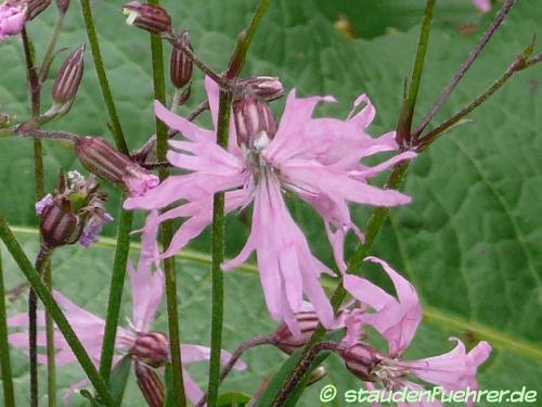 Bild Silene flos-cuculi