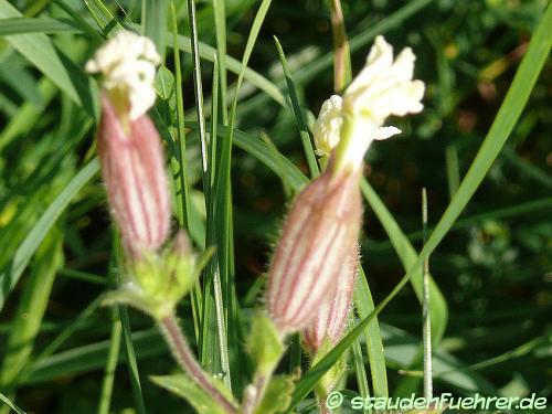 Bild Silene latifolia