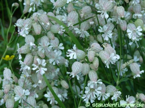 Image Silene vulgaris