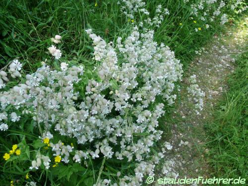 Bild Silene vulgaris