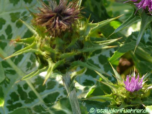 Image Silybum marianum