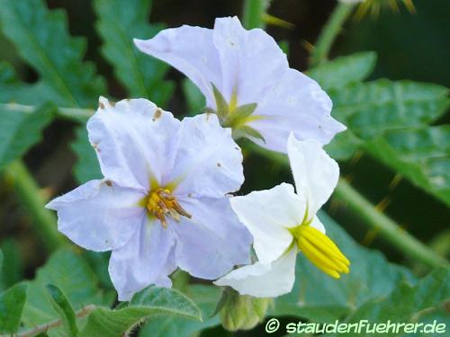 Bild Solanum sisymbriifolium