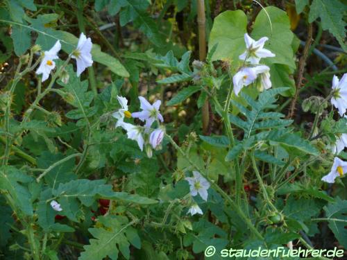 Bild Solanum sisymbriifolium