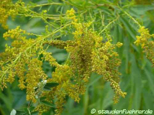 Bild Solidago canadensis