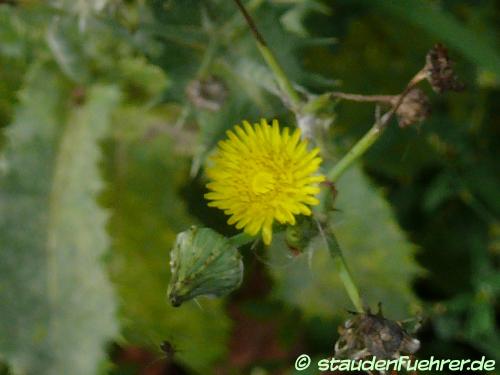 Image Sonchus asper