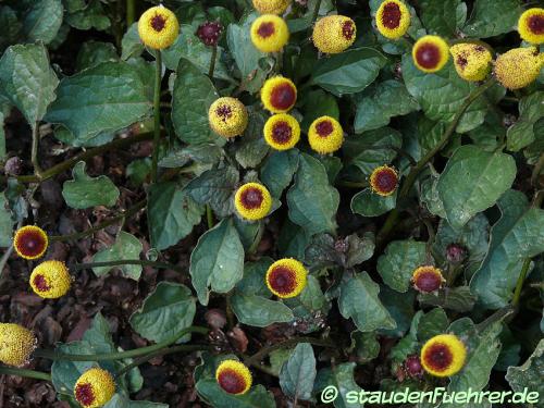 Image Spilanthes oleracea