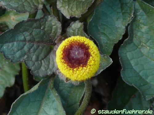 Bild Spilanthes oleracea