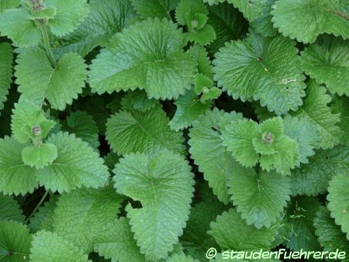 Bild Stachys grandiflora 'Superba'