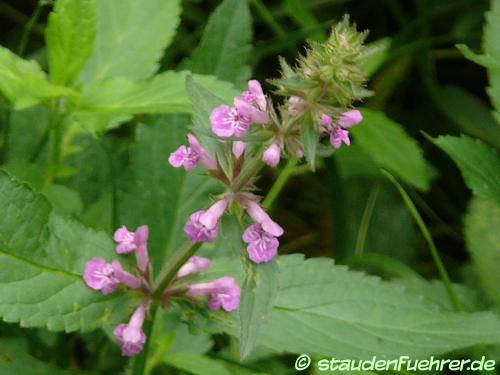 Bild Stachys palustris