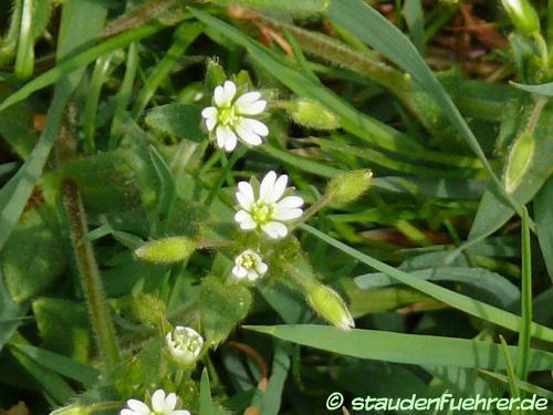 Bild Stellaria media