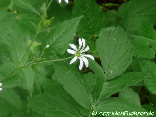 Bild Stellaria nemorum