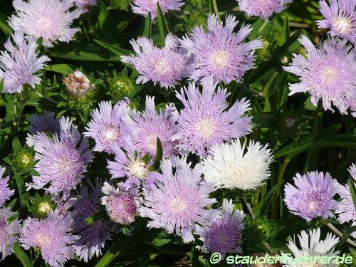 Bild Stokesia laevis