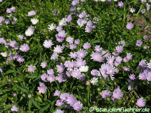 Image Stokesia laevis