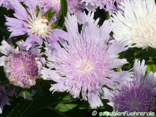 Bild Stokesia laevis