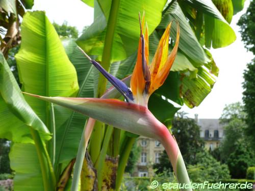 Bild Strelitzia reginae