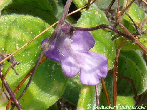 Bild Streptocarpus saxorum