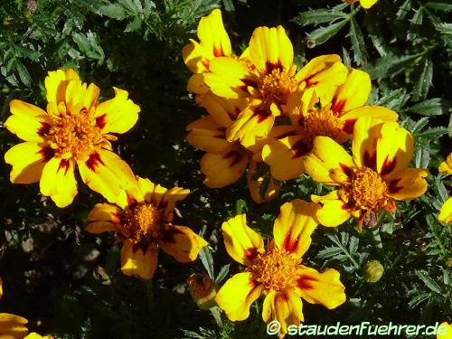 Bild Tagetes patula 'Disco Granada'