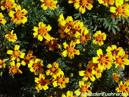 Image Tagetes patula 'Disco Granada'