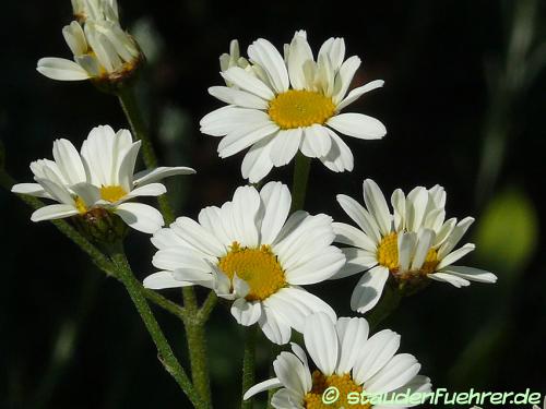 Image Tanacetum corymbosum