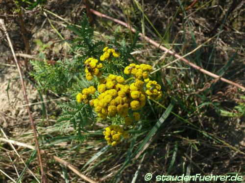 Bild Tanacetum vulgare