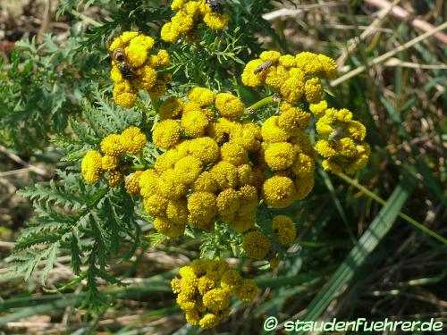 Image Tanacetum vulgare