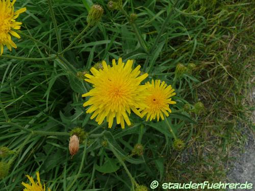 Image Taraxacum officinale